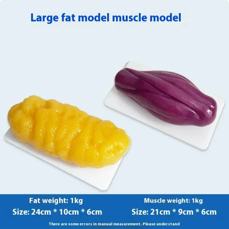 Human Muscle and Fat Replicas  - Nutrition Fitness Health ulasan dan harga