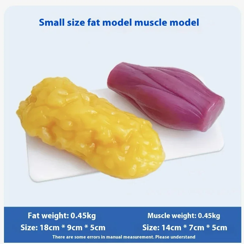 Human Muscle and Fat Replicas  - Nutrition Fitness Health ulasan dan harga